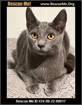 Russian blue shops cat rescue