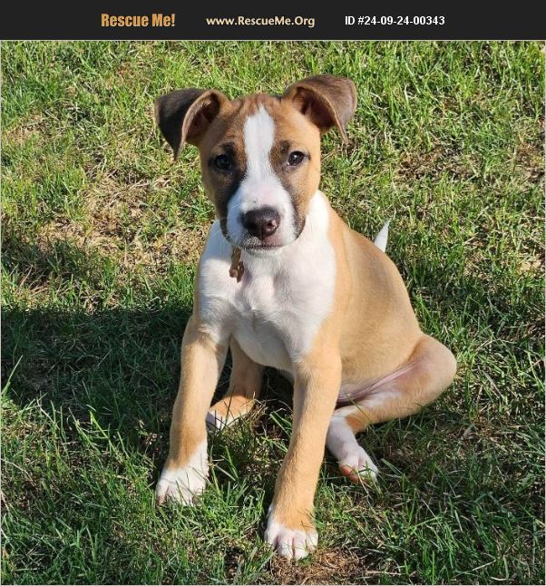 ADOPT 24092400343 Beagle Rescue Harrisburg, PA