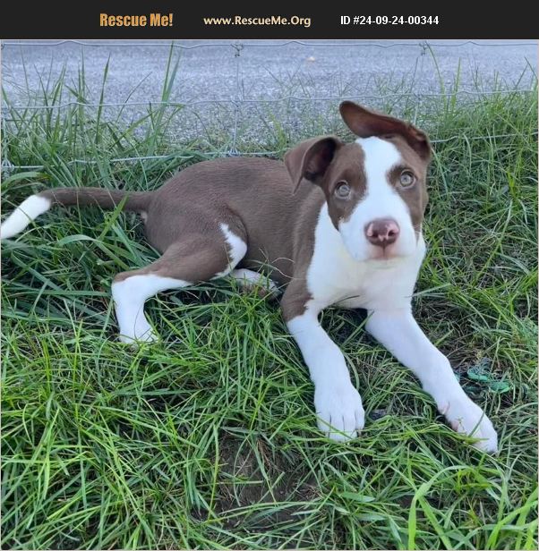 ADOPT 24092400344 Beagle Rescue Harrisburg, PA