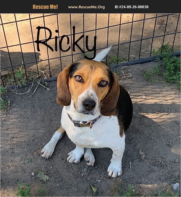 ADOPT 24092600038 Beagle Rescue Albert Lea, MN