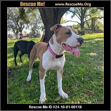 Shops pit mix rescue near me