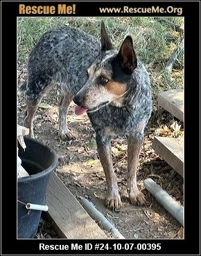 Blue heeler rescue fashion near me