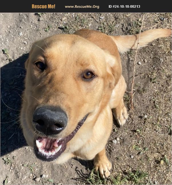 ADOPT 24101000213 Lab Rescue Lindon, UT