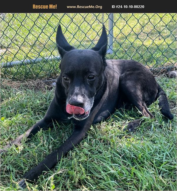 ADOPT 24101000220 Lab Rescue Lindon, UT