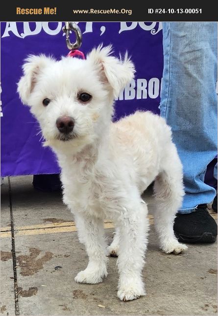 ADOPT 24101300051 Bichon Frise Rescue Grafton OH