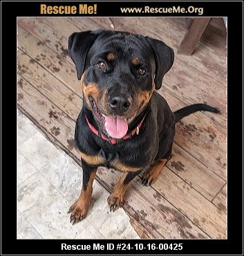 Rottweiler fashion rescue midlands