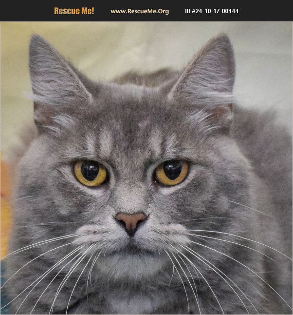 ADOPT 24101700144 Domestic Cat Rescue Huntley, IL