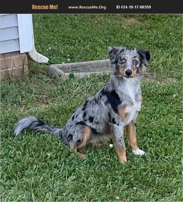 ADOPT 24101700359 Australian Shepherd Rescue Winston Salem, NC