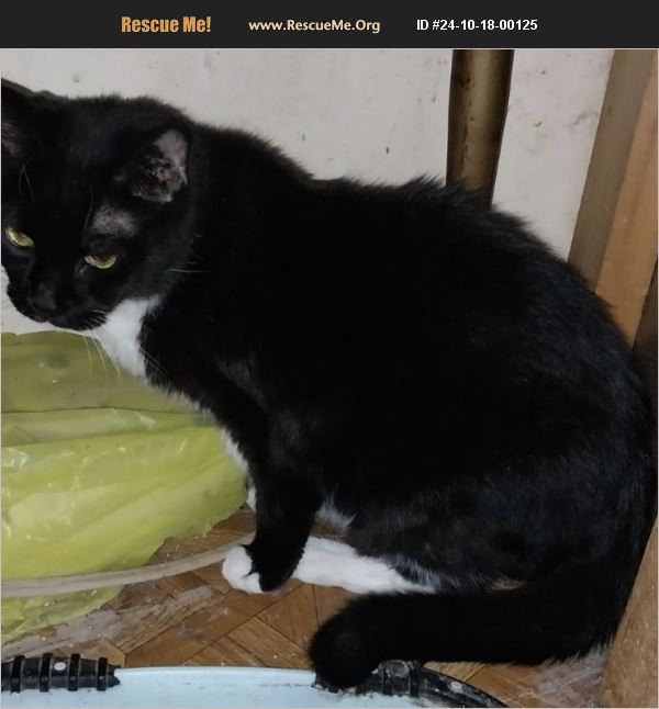 ADOPT 24101800125 Domestic Cat Rescue Philadelphia, PA