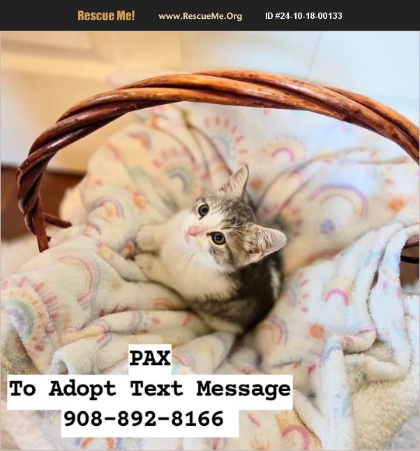 ADOPT 24101800133 Domestic Cat Rescue Hunterdon County, NJ