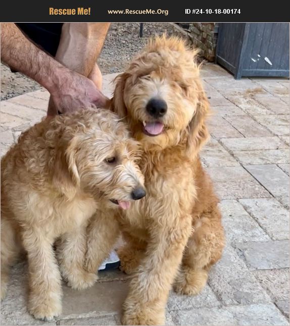 ADOPT 24101800174 Poodle Rescue Chandler, AZ