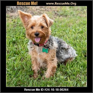 Yorkshire shops terrier rescue near me