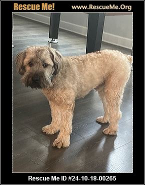 Wheaten fashion terrier puppy rescue