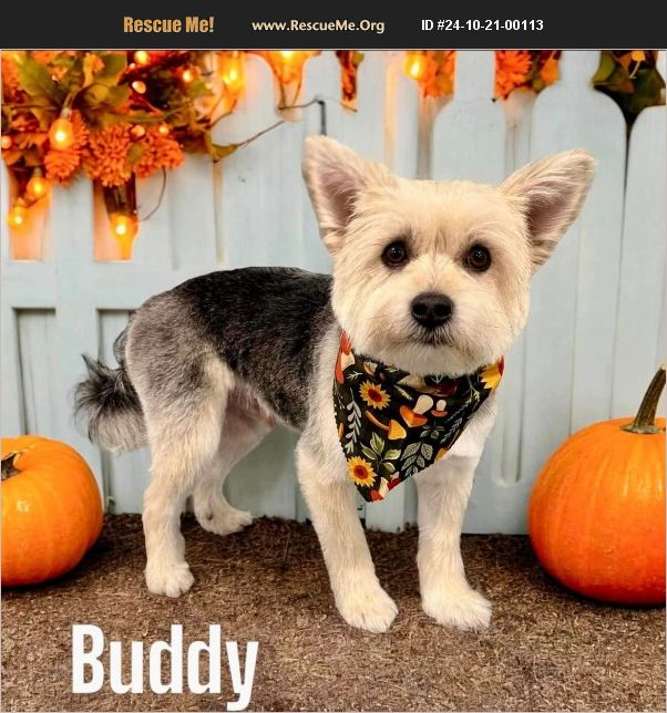 ADOPT 24102100113 Yorkie Rescue Baltimore, MD