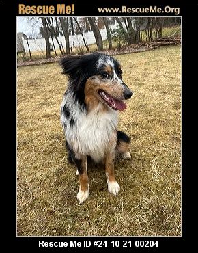 Connecticut Australian Shepherd Rescue ADOPTIONS Rescue Me