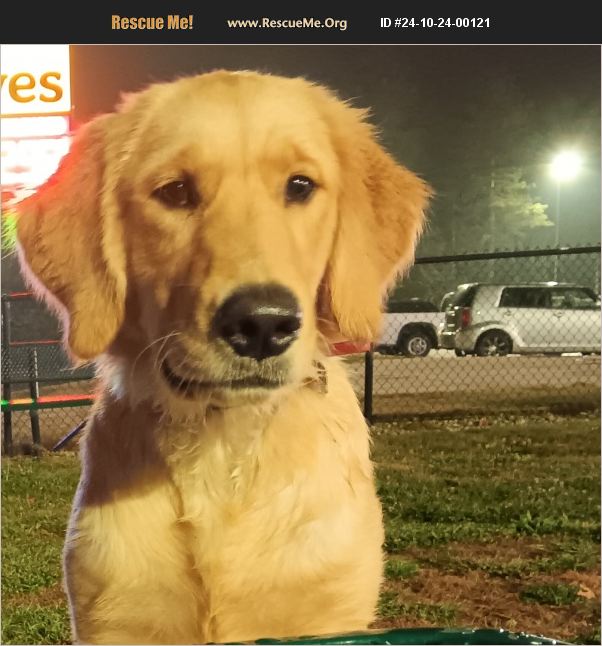 ADOPT 24102400121 Golden Retriever Rescue South Haven, MI