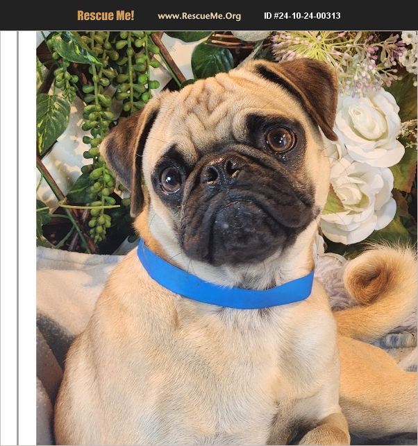 ADOPT 24102400313 Pug Rescue Bon Carbo, CO