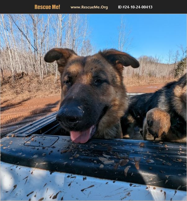 ADOPT 24102400413 German Shepherd Rescue Iron Mountain, MI