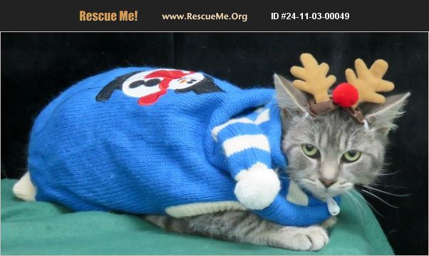 ADOPT 24110300049 Domestic Cat Rescue Lexington, VA