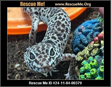 Adopt a deals reptile near me