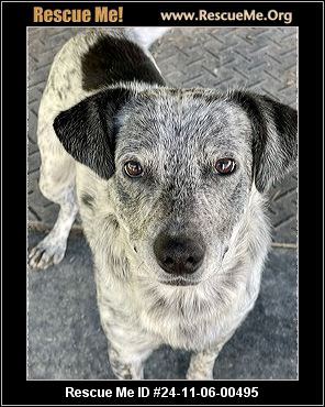 - Pennsylvania Mutt Rescue - ADOPTIONS - Rescue Me!