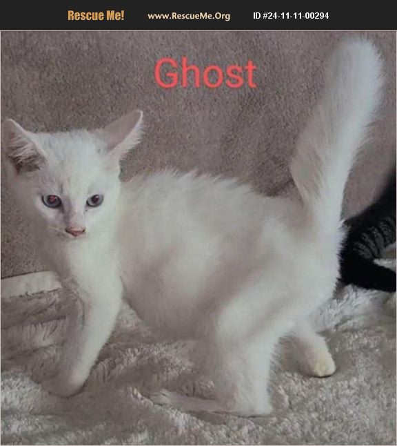 ADOPT 24111100294 Siberian Rescue Boston MA adopt-24111100294-siberian-rescue-boston-ma