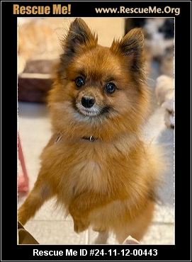 Pomeranian shops rescue centre