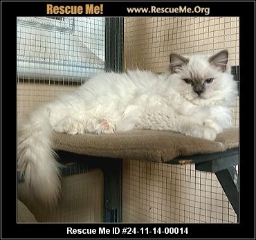 Ragdoll cat adoptions fashion near me