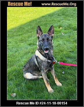 Nw fashion german shepherd rescue