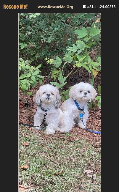 Shih Tzu Rescue Dallas