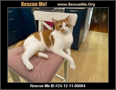 WASHINGTON CAT RESCUE visual data 8