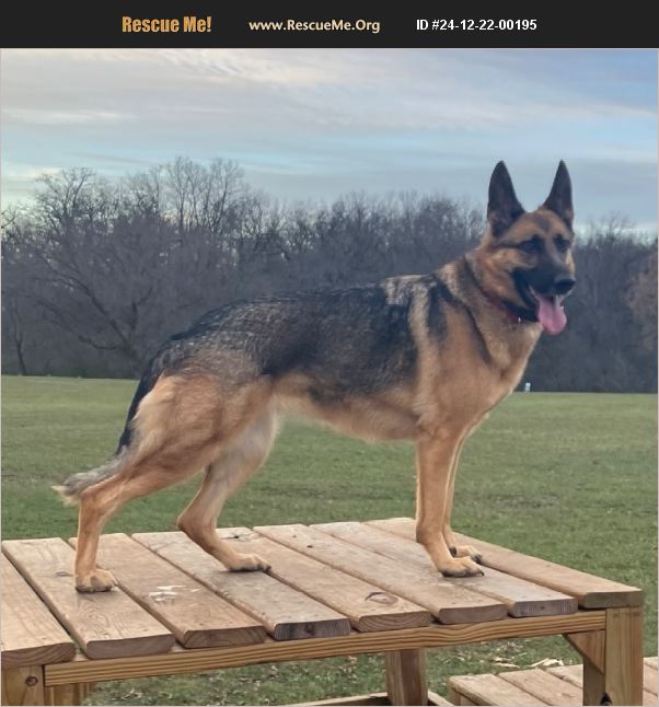 Adopt German Shepherd Rescue Milwaukee Wi