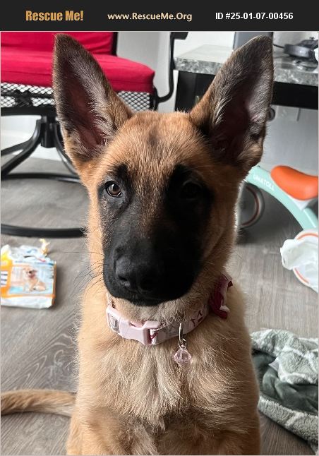 German Shepherd Rescue Sacramento