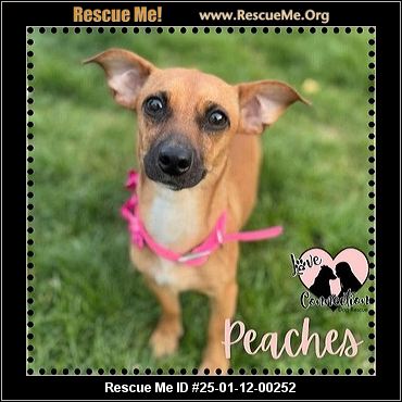 ARIZONA DACHSHUND RESCUE visual data 6