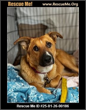 - Massachusetts German Shepherd Rescue - ADOPTIONS - Rescue Me!
