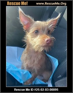 - California Westie Rescue - ADOPTIONS - Rescue Me!