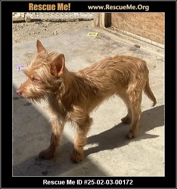 - California Westie Rescue - ADOPTIONS - Rescue Me!