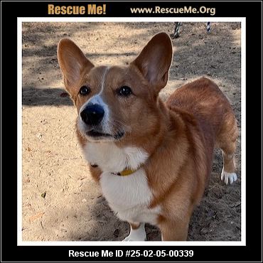 - Florida Corgi Rescue - ADOPTIONS - Rescue Me!