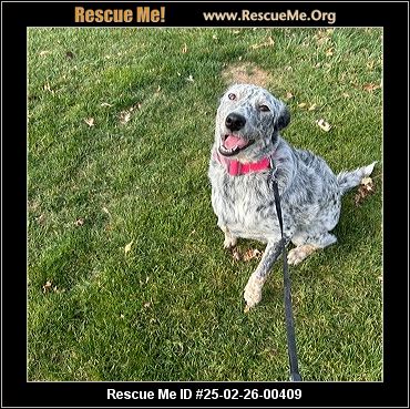 - Ohio Australian Cattle Dog Rescue - ADOPTIONS - Rescue Me!