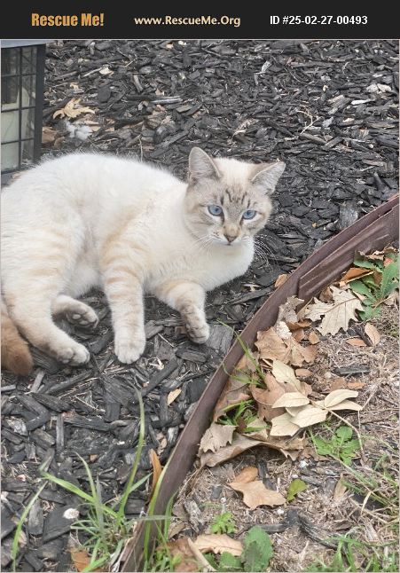 Adopt Siamese Rescue San Antonio Tx