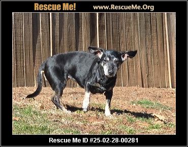 VIRGINIA DACHSHUND RESCUE visual data 3