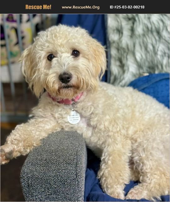 Poodle Rescue Los Angeles