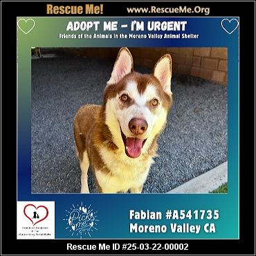 Moreno Valley Animal Shelter Adoption