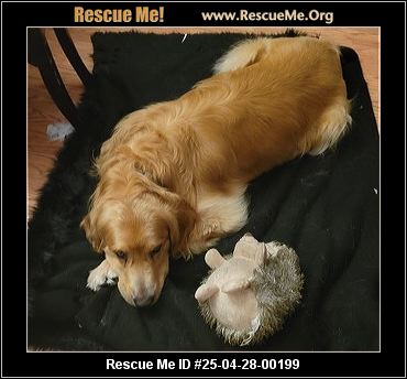 Washington Golden Retriever Rescue ADOPTIONS Rescue Me