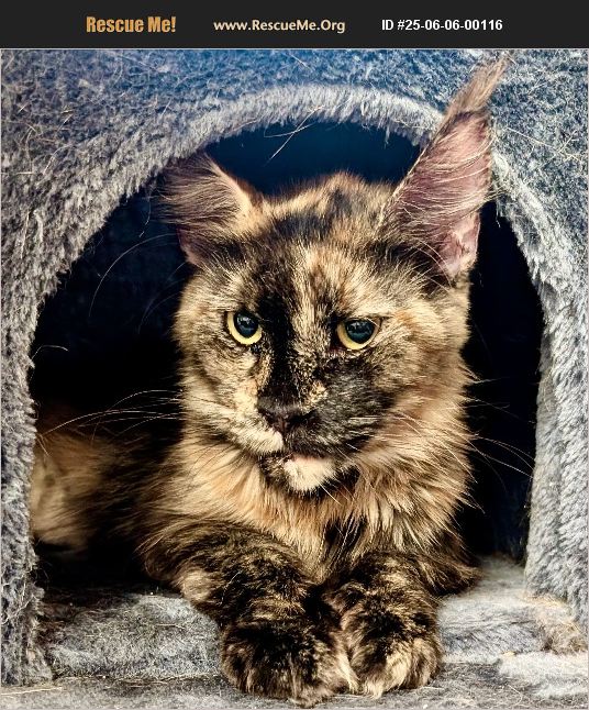 ADOPT 25060600116 Maine Coon Rescue Fort Myers, FL