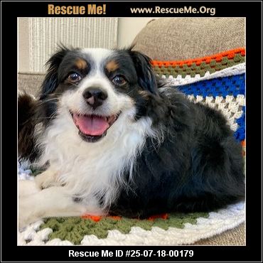 mini australian shepherd rescue near me
