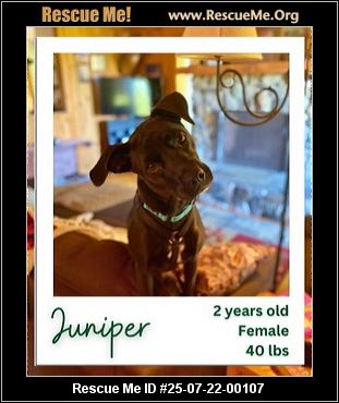 Vermont Dog Rescue Hinesburg: Find Your Furry Friend Today