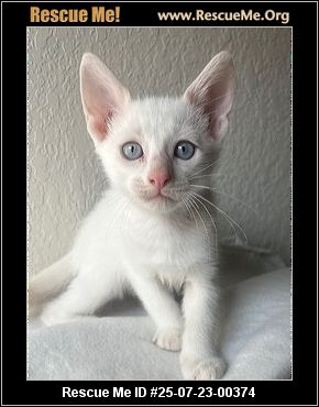 Rescue Siamese Cats: Ultimate Guide to Saving These Beautiful Pets