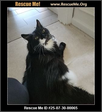 Maine Coon Cat Rescue Florida: Find Your Perfect Furry Friend Today