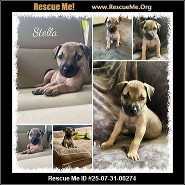 Hackensack Dog Stella Adoption: Finding Forever Homes for Abandoned Pooches